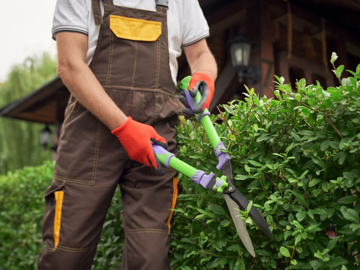 Heckenschnitt: Person schneidet eine Hecke mit der Heckenschere