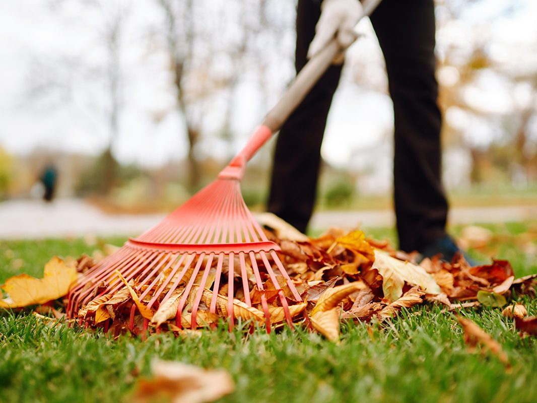 Herbstlaub wird mit einem Rechen auf einer Rasenfläche zusammengeharkt
